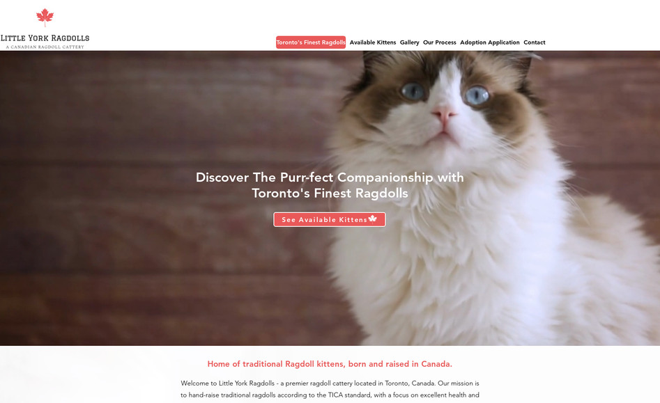 Little York Ragdolls: undefined