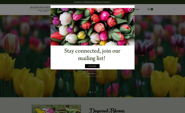 Dogwood Blooms : undefined